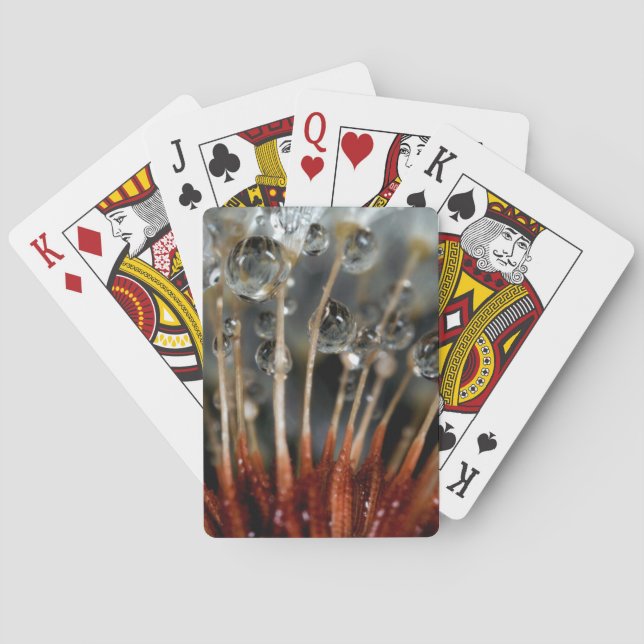 Baralho Dente-de-leão e gotas de água, CA (Verso)