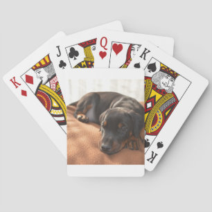 Baralho doberman-pinscher-filhote de cachorro