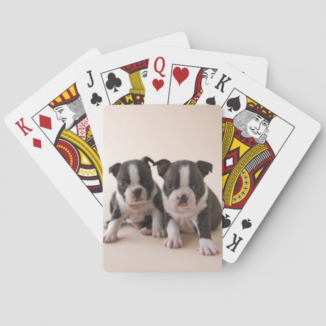 Baralho Dois Boi Terrier Puppies (Verso)