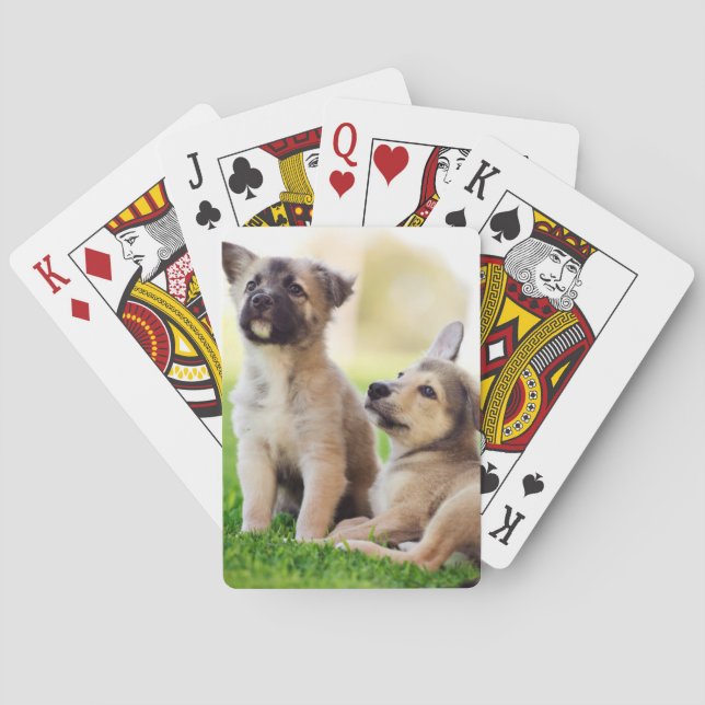Baralho Dois German shepherd (Verso)