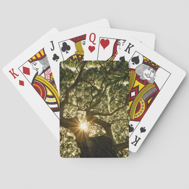Baralho Dossel de árvore Sunstar do Banyan (Verso)