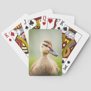 Baralho Ducking do pato selvagem do bebê