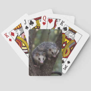 Baralho Duplo problema na cobertura: Twin Possum