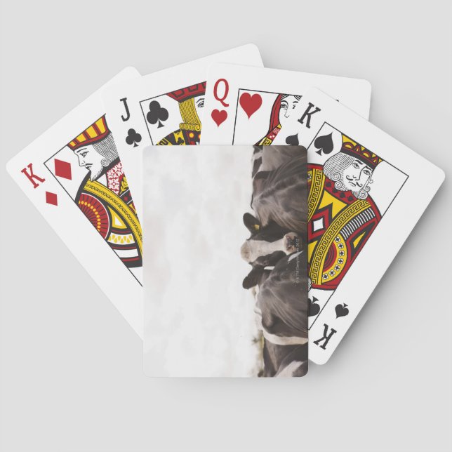 Baralho Efetivos de bovinos e céu coberto 2 (Verso)