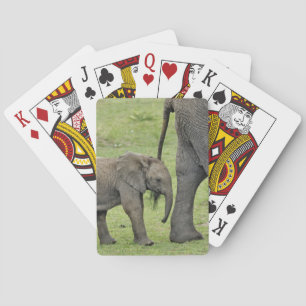 Baralho Elefante africano fêmea com bebê