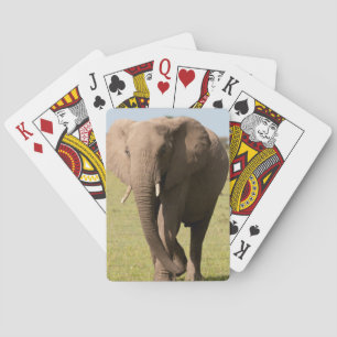 Baralho Elefante Africano (Loxodonta Africana), Maasai
