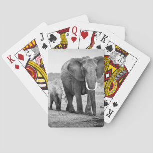 Baralho Elefante africano & vitelas Kenya, África