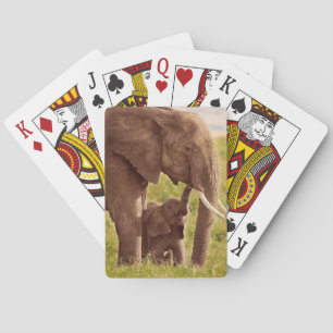 Baralho Elefante & bebê das imagens de Getty