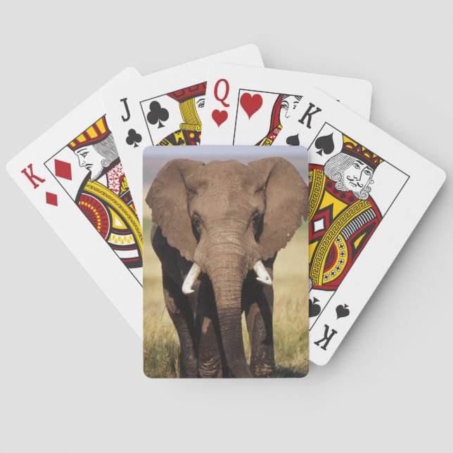 Baralho Elefante-da-savana-africano (Verso)