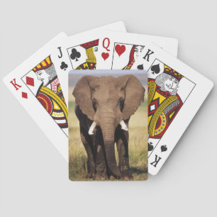 Baralho Elefante de Bush do africano
