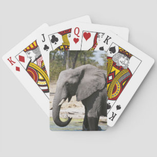 Baralho Elefante (Loxodonta africana), Canal Savute