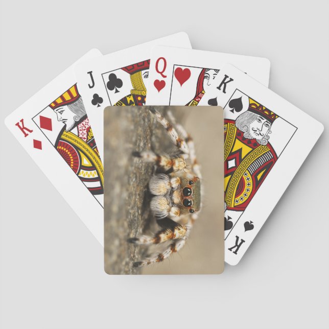 Baralho Encerramento Incrível de Aranha Tarantula (Verso)