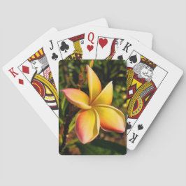 Baralho Enfrentando o Sun