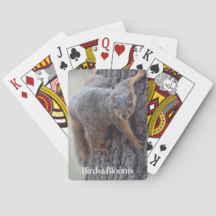 Baralho Esquilo aderindo-se