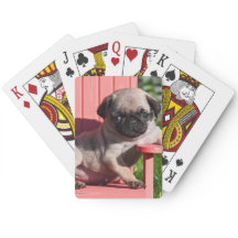 EUA, Califórnia. Filhote de cachorro do Pug que