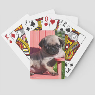 Baralho EUA, Califórnia. Filhote de cachorro do Pug que