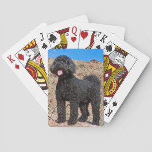 Baralho EUA, Califórnia. Labradoodle em Pé