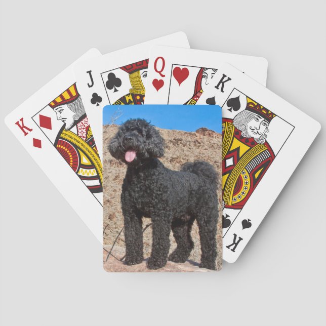 Baralho EUA, Califórnia. Labradoodle em Pé (Verso)