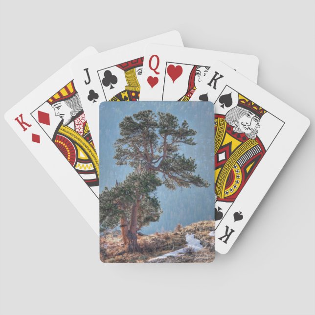 Baralho EUA, Colorado, Árvore Em Estes Park (Verso)