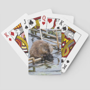Baralho EUA, Nebraska. Beaver
