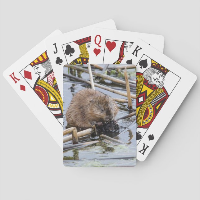 Baralho EUA, Nebraska. Beaver (Verso)