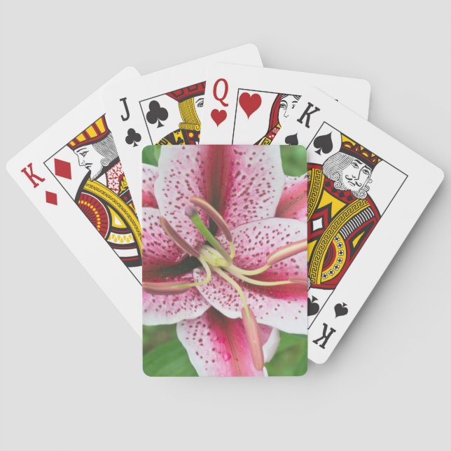 Baralho EUA, Washington, Bellevue, Lily (Verso)
