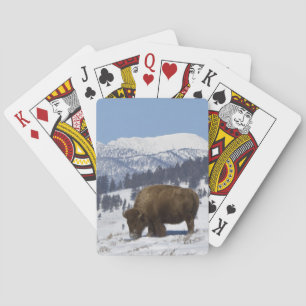 Baralho EUA, WY, Parque Nacional de Yellowstone, Bisonte A