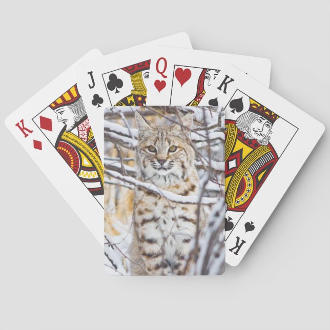 Baralho EUA, Wyoming, Bobcat (Verso)