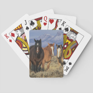 Baralho EUA, Wyoming, perto de Cody Grupo de cavalos
