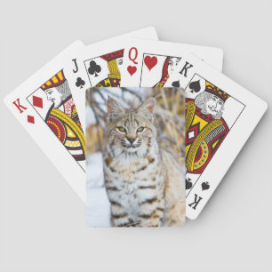 Baralho EUA, Wyoming, Retrato de Lince