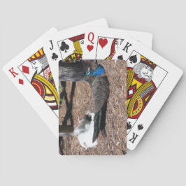 Baralho Faisões azuis e brancos indianos jogando cartas