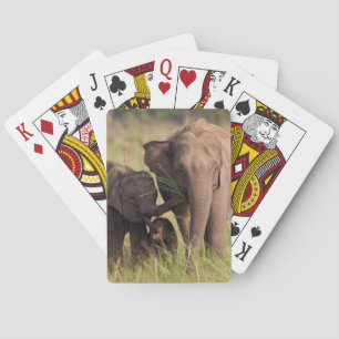 Baralho Família de Elefante Asiático Indiano na Savana