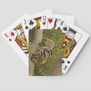 Baralho Família Raccoon