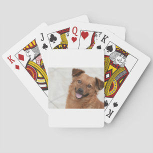 Baralho Feliz Cachorro Marrom