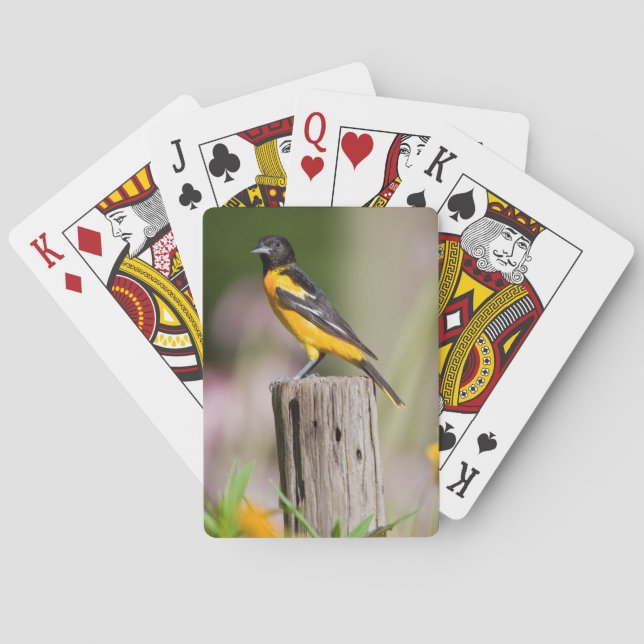 Baralho Fêmea de Baltimore Oriole em jardim de flores (Verso)
