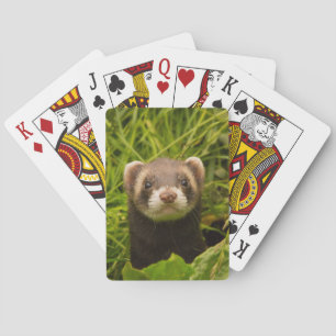 Baralho Ferret castanho na foto da grama