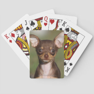 Baralho Filhote de cachorro da chihuahua que olha a câmer