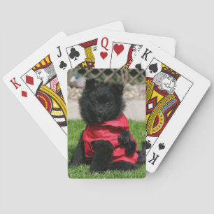 Baralho Filhote de cachorro preto de Pomeranian que olha a