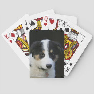 Baralho Filhote de cachorro semanas de idade de 12 border