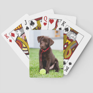 Baralho Filhote De Labrador De Chocolate Com Bola De Têni