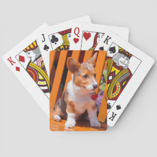 Baralho Filhote de Pembroke Welsh Corgi sentado em um banc
