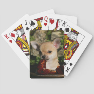 Baralho Filhotes de cachorro da chihuahua