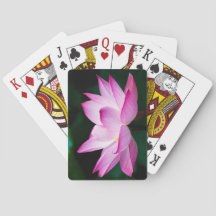 Flor de Lotus Rosa