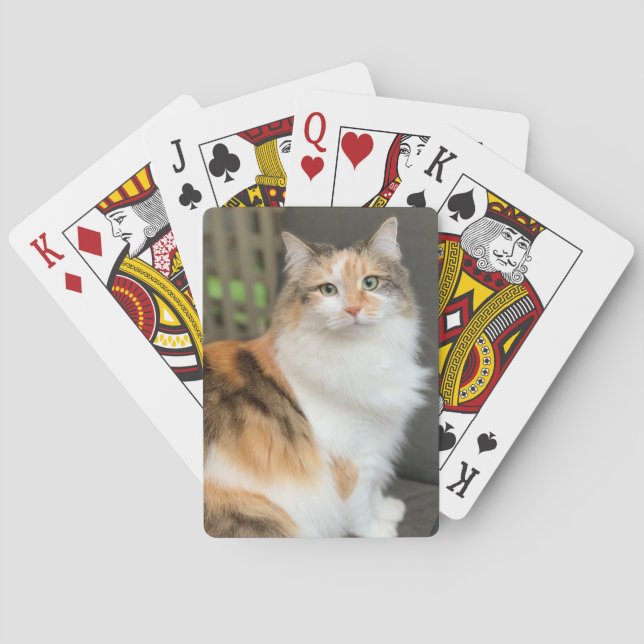 Baralho Fluffy Calico Kitty Cat (Verso)