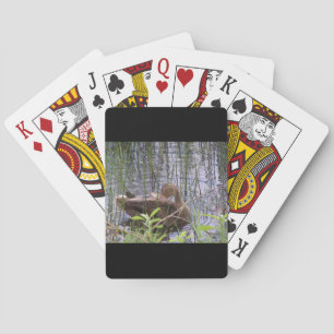 Baralho Foto aproximada de um pato