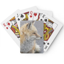 Foto da Vida Selvagem da Red Fox