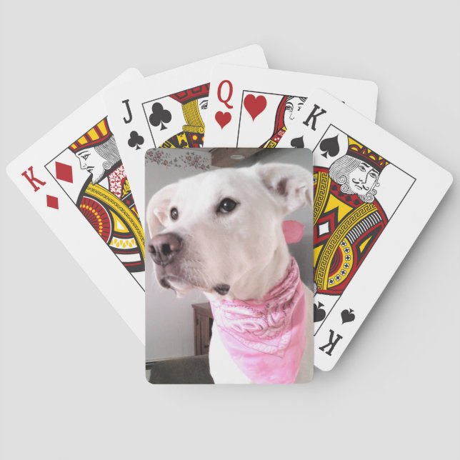 Baralho Foto de Cachorro Branco-Bonito Vestindo Scarf Rosa (Verso)