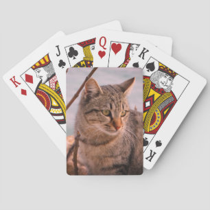 Baralho Foto de gato  