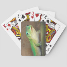 Foto do Gecko Dourado Dust Day