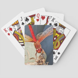 Baralho Foto do Red Meadowhawk Dragonfly Nature